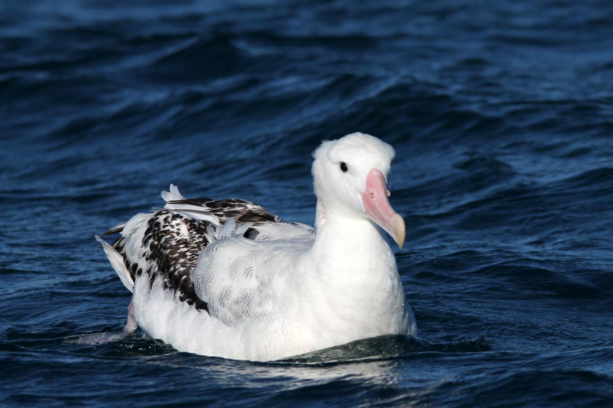 Wandering Albatross (Diomedea exulans)